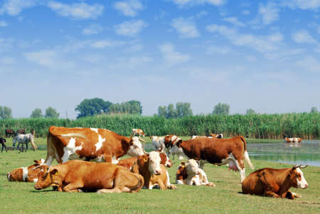 white and brown cows on pastureの写真素材