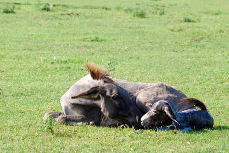 just born little donkey lying in a pastureの写真素材