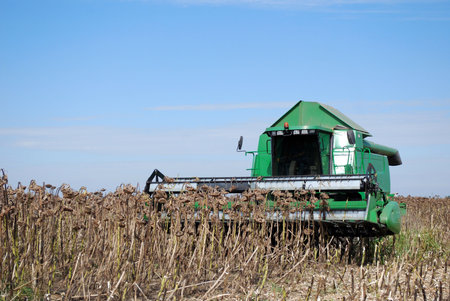 sunflower harvest with combineの写真素材