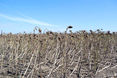 sunflower ready for harvest の写真素材