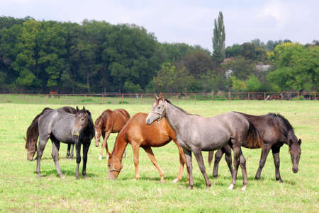 herd of horses in pastureの写真素材