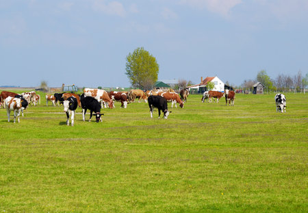 little farm with cows in pastureの写真素材