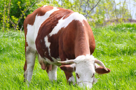cow in pasture