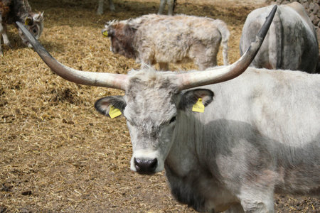 Podolian cow with big horns
