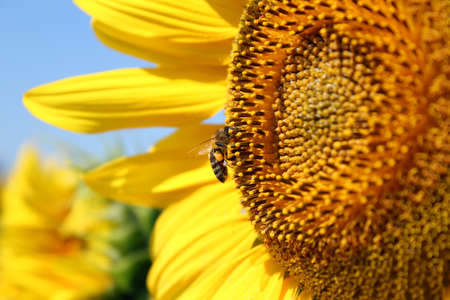 bee on sunflower summer sceneの写真素材