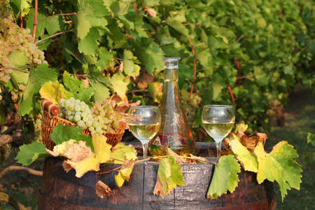 white wine autumn sceneの写真素材