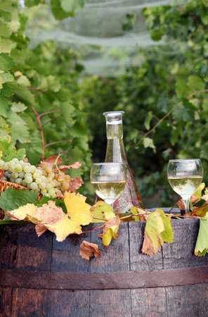 vineyard with white wine and old wooden barrelの写真素材