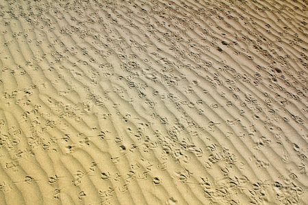 bird tracks in the sand