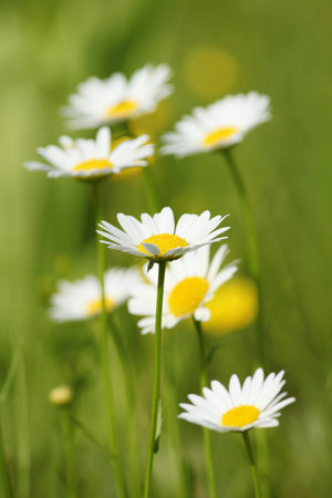 white wild flowers