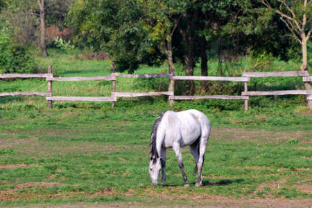 white horse on pastureの写真素材
