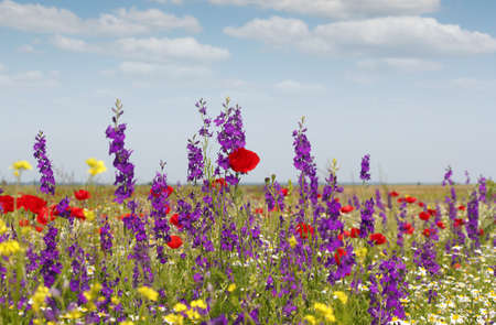 spring wild flowers meadowの写真素材