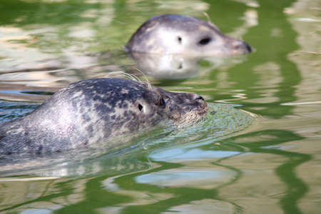 two seal swimming nature sceneの写真素材