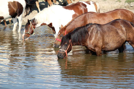 horses drink water nature sceneの写真素材