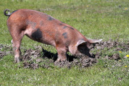 little pig in a mud