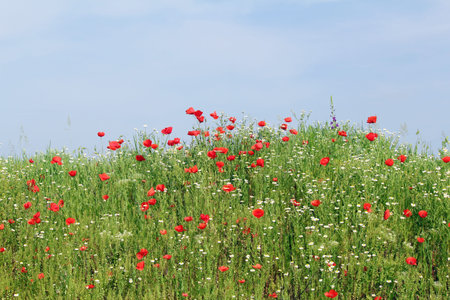 meadow with blue sky green grass and wild flowers
