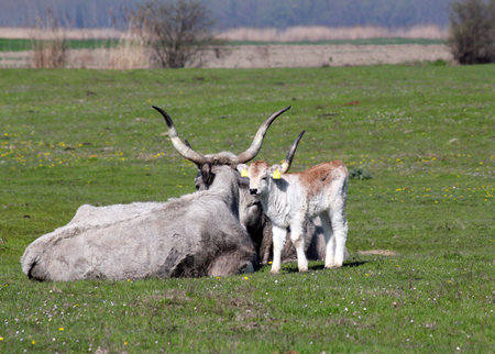 podolian calf and cow on pastureの写真素材