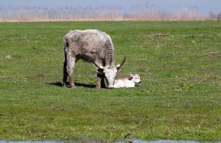 cow and calf farm sceneの写真素材