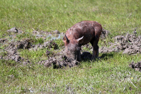 little pig in a mud farm sceneの写真素材