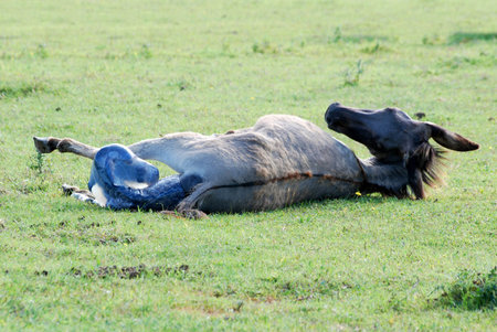little donkey comes into the world nature sceneの写真素材