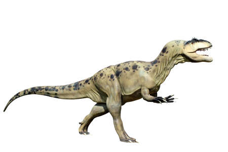 tyrannosaurus rex isolated on white background の写真素材