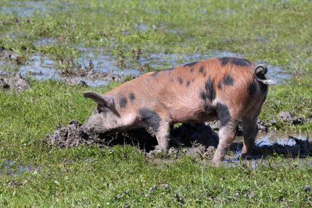 dirty little pig in a mudの写真素材