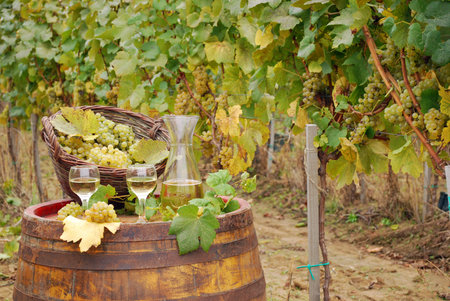 white wine and grape on barrel in vineyardの写真素材