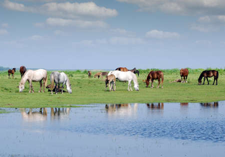 herd of horses on pasture by riverの写真素材