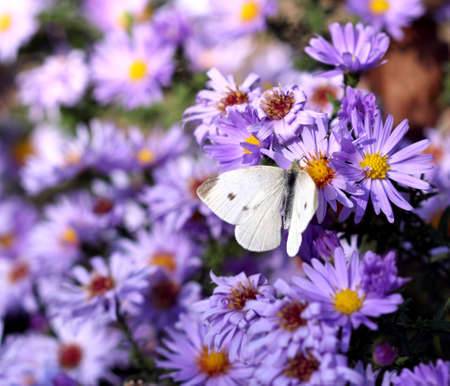 butterfly on flower nature background の写真素材