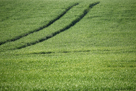 green wheat field with tractor trail