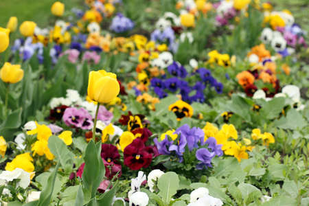 tulip and pansy flower gardenの写真素材