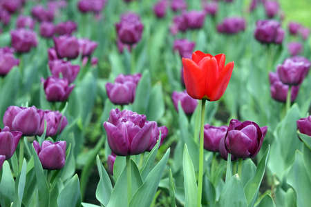 purple and one red tulip flowerの写真素材