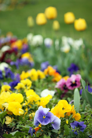 pansy flower garden spring season