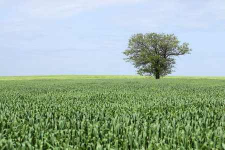 one tree in green wheat field landscapeの写真素材