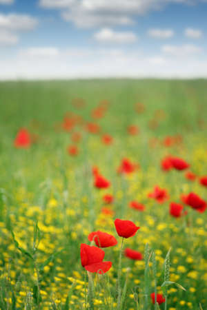 poppy flower meadow spring seasonの写真素材
