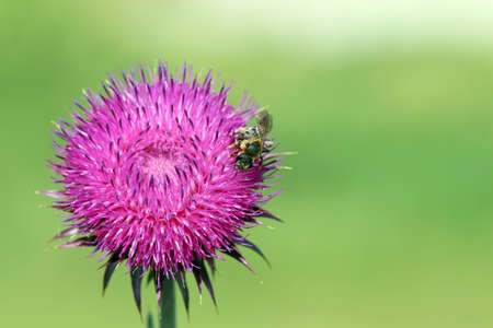 bee on flower spring seasonの写真素材