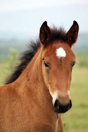 brown foal portraitの写真素材