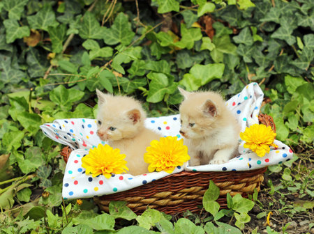 small kittens in wicker basketの写真素材