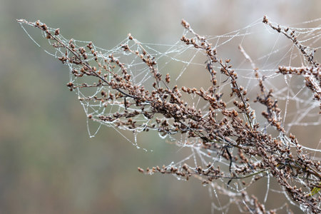 branch with dew drops and spider netの写真素材