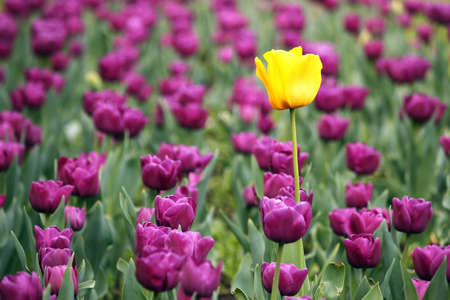 garden with purple and one yellow tulip flowerの写真素材