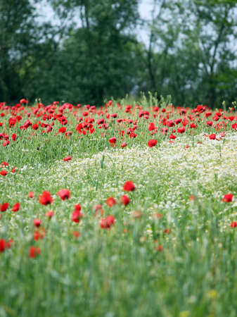 wild flowers meadow spring seasonの写真素材