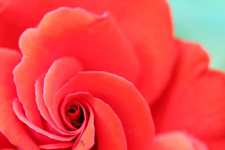 red rose flower close up springtimeの写真素材