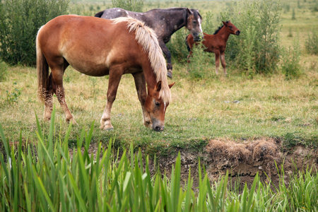 horses and foal on pastureの写真素材