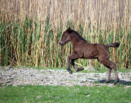 brown foal running on field