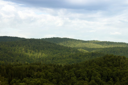 forest on the mountain landscape natureの写真素材