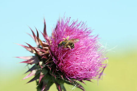 bee on purple flower nature springtime