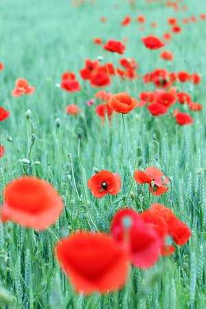 poppies flower in green field spring seasonの写真素材