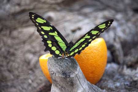 butterfly feeding with orange juiceの写真素材