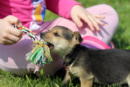 happy puppy and child play with rope