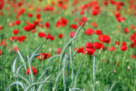 green wheat and poppies flower spring seasonの写真素材