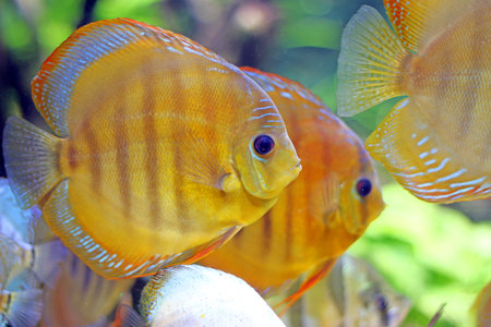 tropic fish swimming underwater close upの写真素材